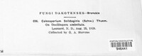 Coleosporium asterum image
